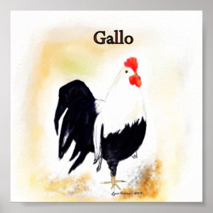 Affiches Le coq italien Gallo