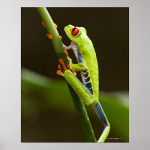 Affiches Le Costa Rica, Monteverde, grenouille d'arbre aux
