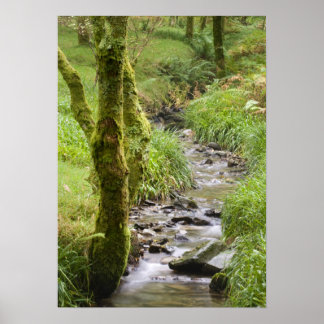 Affiches Le cours d'eau Woodland dans le district du lac