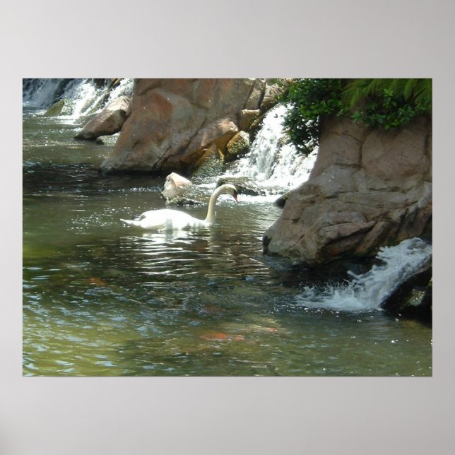 Affiches Le cygne blanc (Devant)