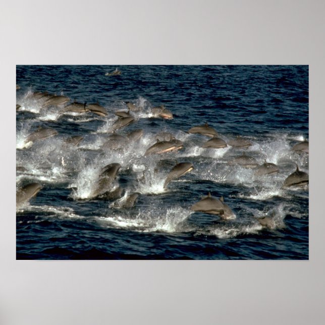 Affiches Le dauphin de Fraser (Devant)