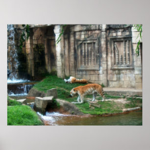 Affiches Le Den du Tigre