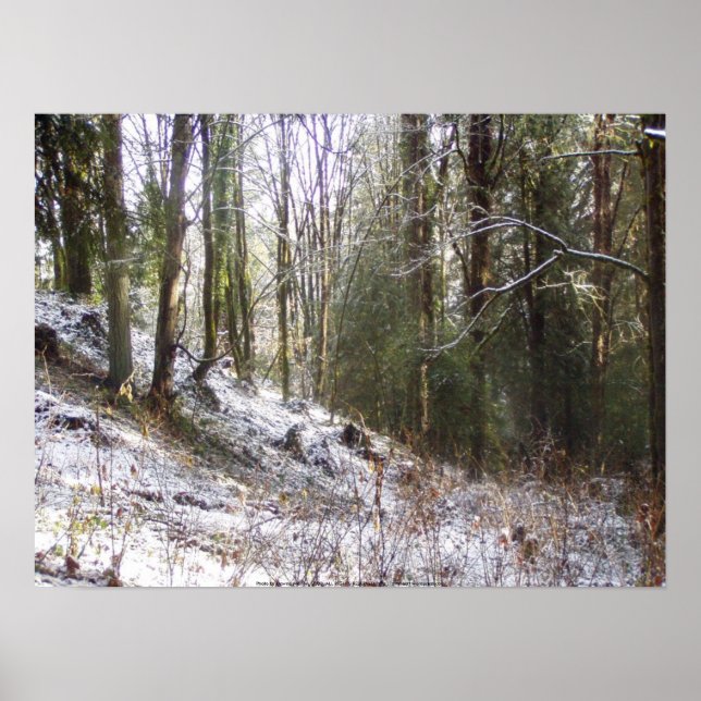Affiches Le doré de la forêt éclairée par la neige (Devant)