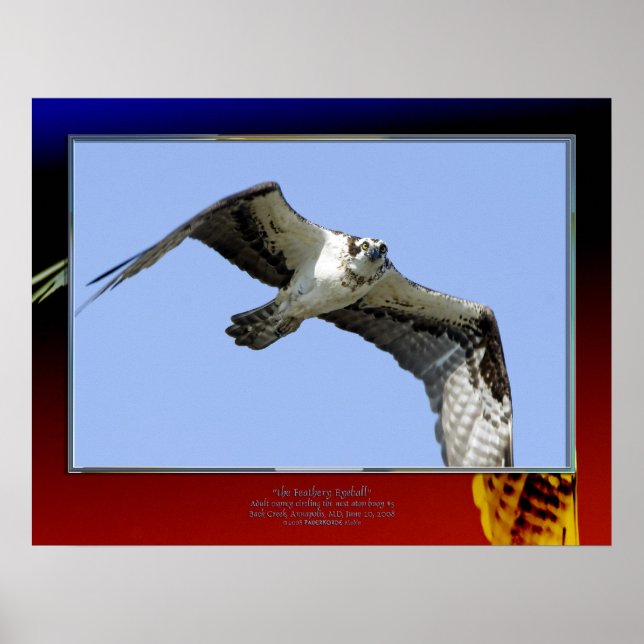 Affiches le Feathery Eyeball (Devant)