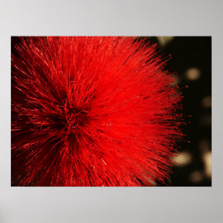 Affiches Le feu d'artifice de la nature