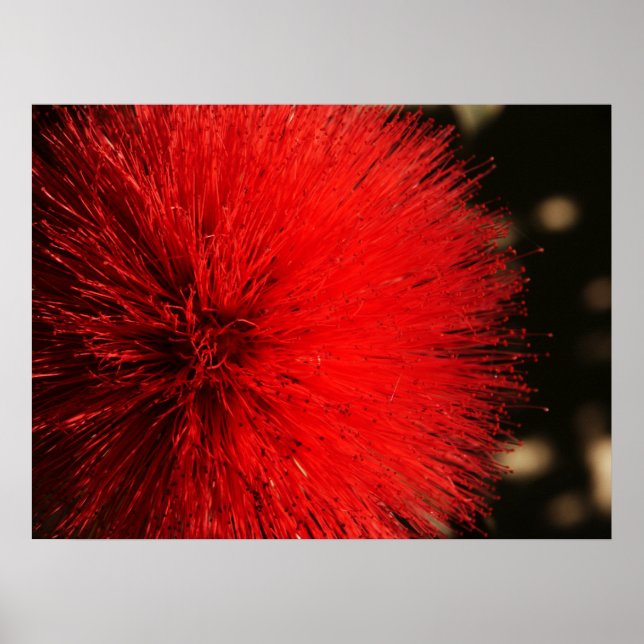 Affiches Le feu d'artifice de la nature (Devant)