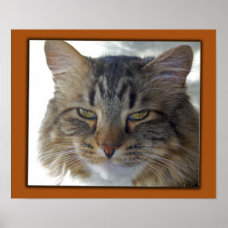 Affiches Le film de Zak