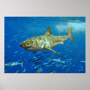Affiches Le grand Carcharias de Carcharodon de requin blanc