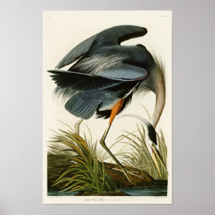 Affiches Le Grand Héron Bleu John Audubon Oiseaux d'Amériqu