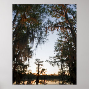Affiches Le lac Caddo au lever du soleil
