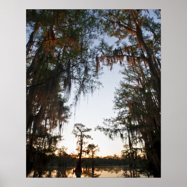 Affiches Le lac Caddo au lever du soleil (Devant)