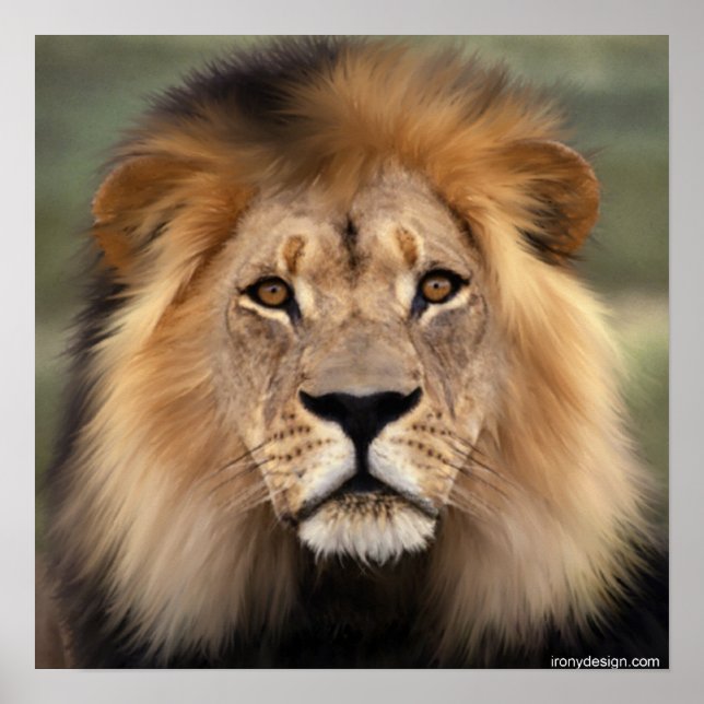 Affiches Le lion (Devant)