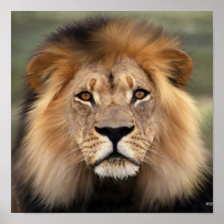 Affiches Le lion