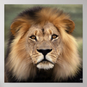 Affiches Le Lion