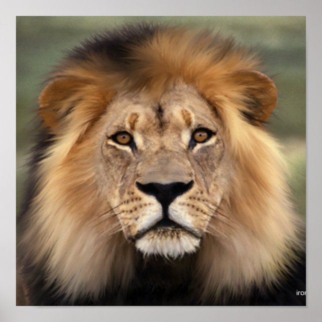 Affiches Le Lion (Devant)