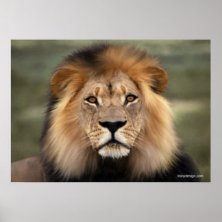 Affiches Le lion