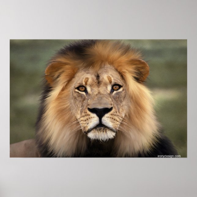 Affiches Le Lion (Devant)