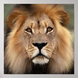 Affiches Le lion