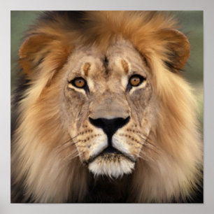 Affiches Le Lion