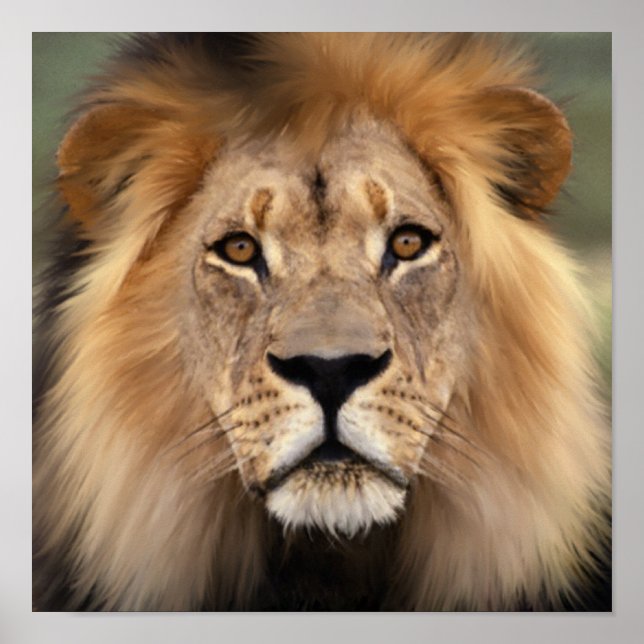 Affiches Le Lion (Devant)