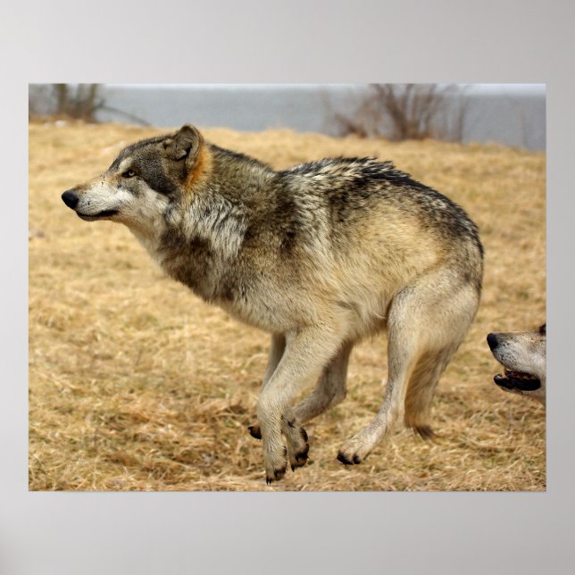 Affiches Le loup de dessin abattu (Devant)