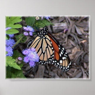 Affiches Le monarque majestueux