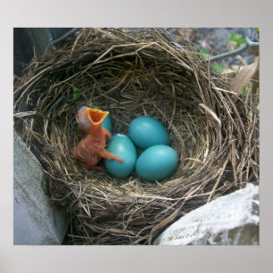 Affiches Le nouveau venu du ressort