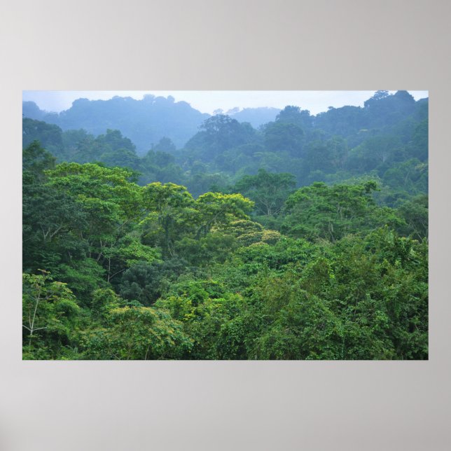 Affiches Le panorama sur la canopée de la forêt tropicale (Devant)