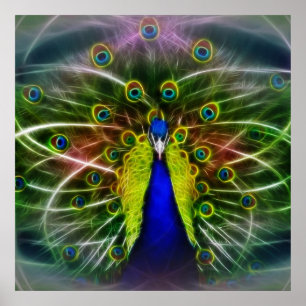 Affiches Le paon Dreamcatcher