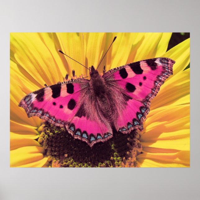 Affiches Le papillon est une fleur volante (Devant)