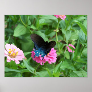 Affiches Le papillon One de Smitty