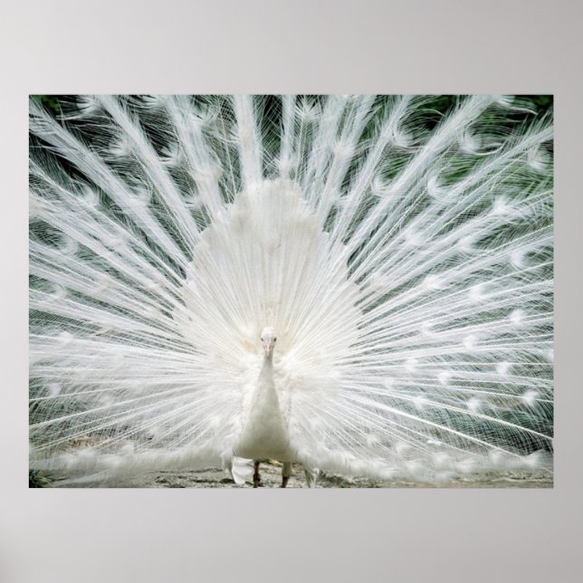 AFFICHES LE PEACOCK BLANC (Devant)