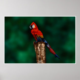 Affiches Le perroquet par Johannes Stötter