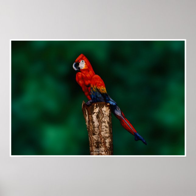 Affiches Le perroquet par Johannes Stötter (Devant)