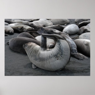 Affiches Le phoque de sirène (affiche)