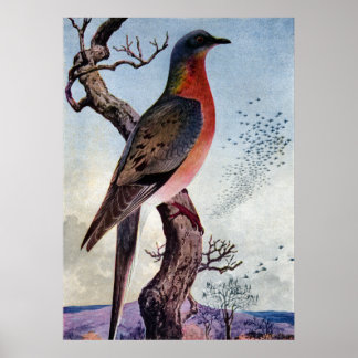Affiches Le pigeon voyageur