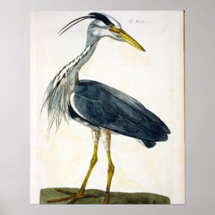 Affiches Le plat Heron (Ardea cinerea) de "The British