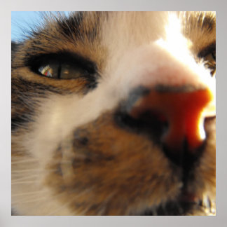 Affiches le plus chaton du monde