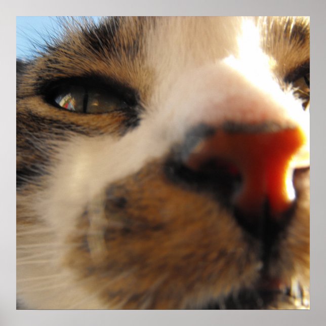 Affiches le plus chaton du monde (Devant)