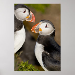 Affiches Le Puffin Atlantique