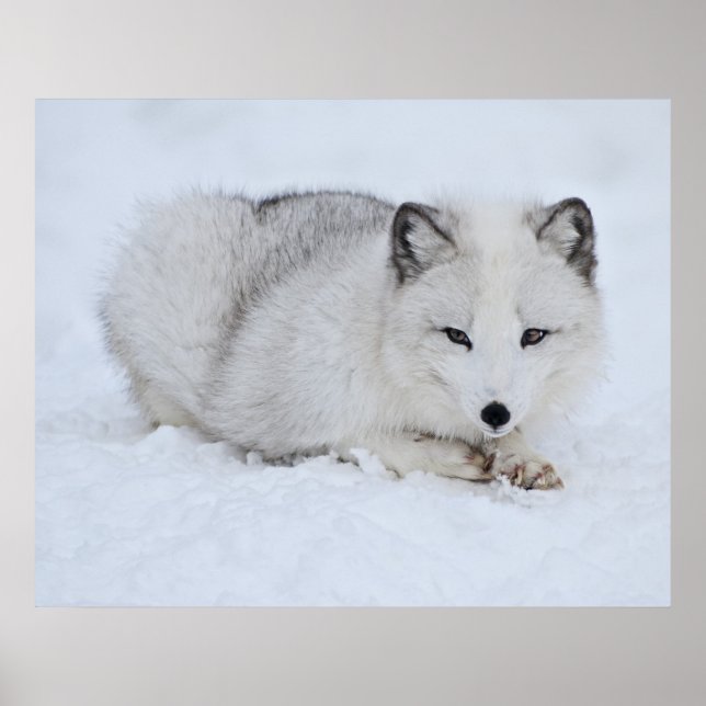 Affiches Le renard arctique dans la neige (Devant)