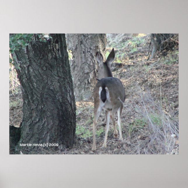 Affiches Le retour des cerfs (Devant)