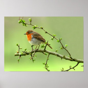 Affiches Le Robin