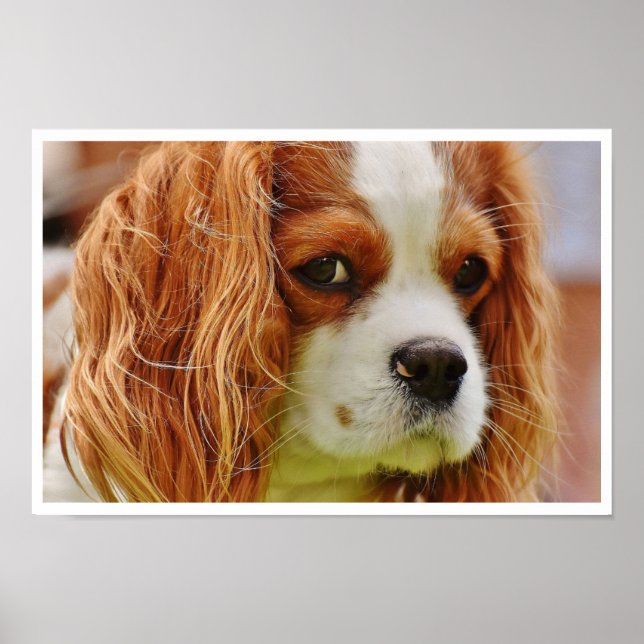 Affiches Le roi Charles Spaniel (Devant)