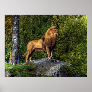 Affiches Le roi de lion
