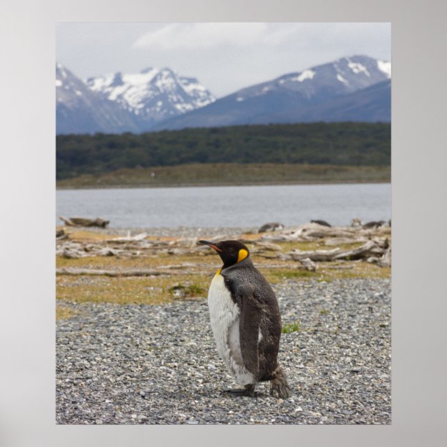 Affiches Le roi Penguin, Isla Martillo, Tierra Del Fuego (Devant)