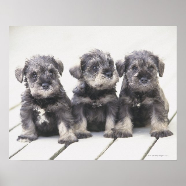 Affiches Le Schnauzer miniature est une race de petit chien (Devant)