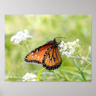 Affiches Le soleil de papillon de la reine sur l'algue