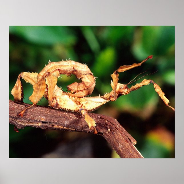 Affiches le spectre de Macleay (épiney Stick Insect), (Devant)