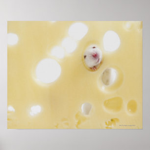 Affiches Le studio a tiré de la souris blanche regardant